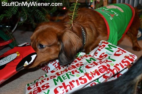 Hank-gift Hank looks for cookies in his present.