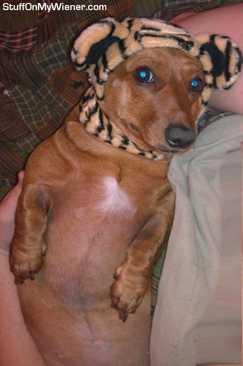 Lily-tiger Lily in a tiger hat.