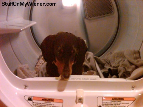 Marley-dryer Marley in the dryer.