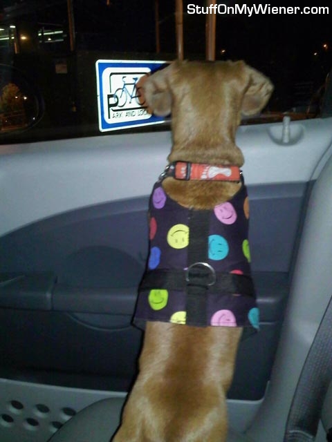 Pebbles waiting for daddy.