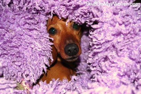 Sadie-purple Sadie wrapped in a purple blanket.