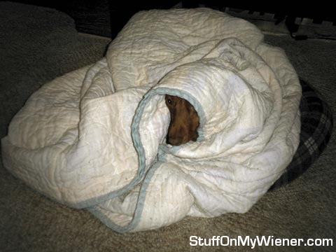 Emma in her bed bag.