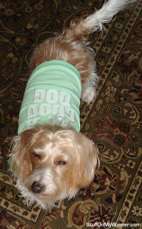 Jack-shirt Jack in a "Good Dog" t-shirt.