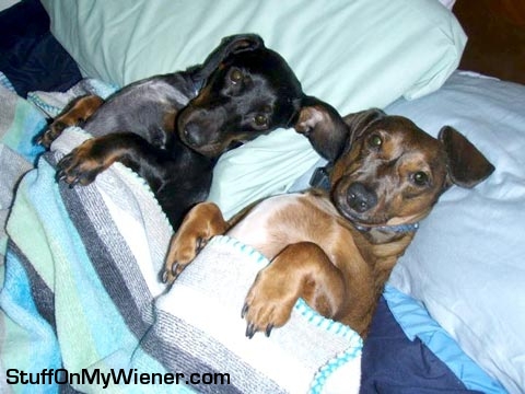 Lucy and Lola under the covers in bed.