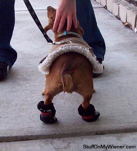 Raskal in shoes.