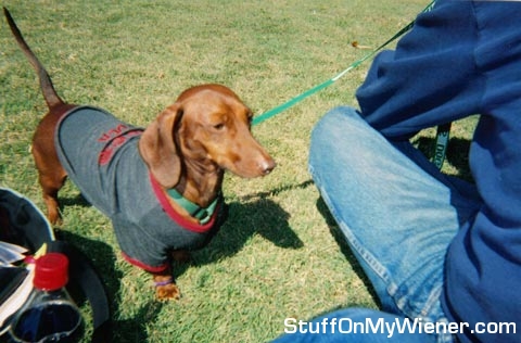 Gimli in a shirt at a music festival.