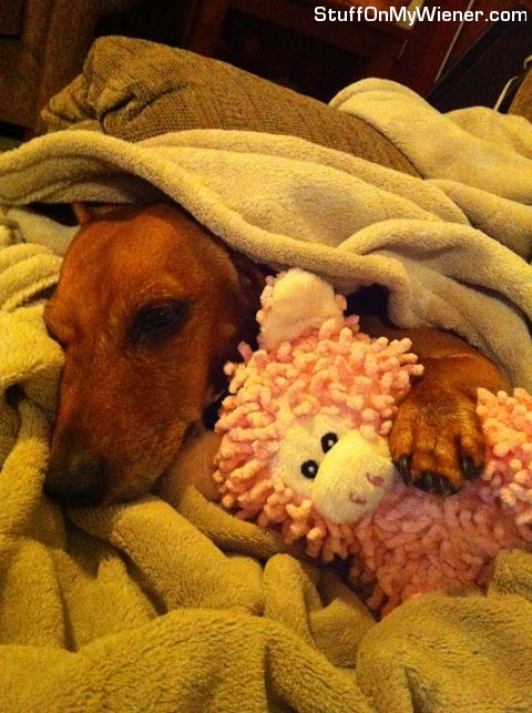Lexie sleeping with her sheep toy.