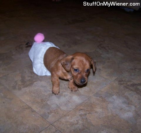 Peanut-bunny-pants Peanut in bunny pants.