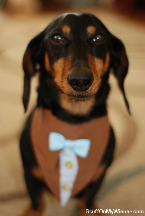 Chester in a tux shirt.
