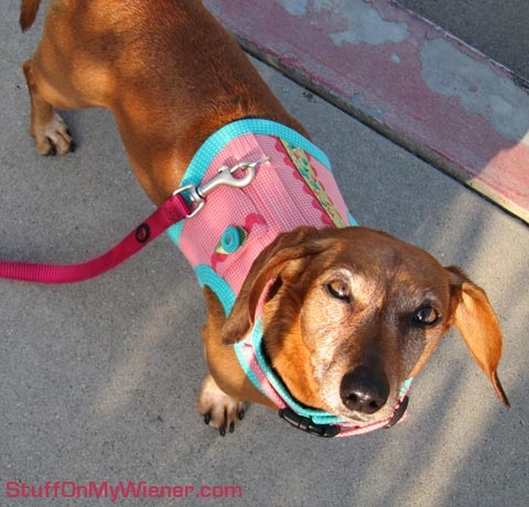 Penny in new harness from Kalyxcornucopia.