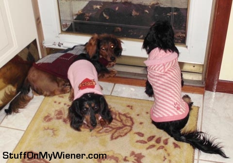 Enzo-Gabby-Ellie-sweaters Enzo, Gabby, and Ellie in sweaters.