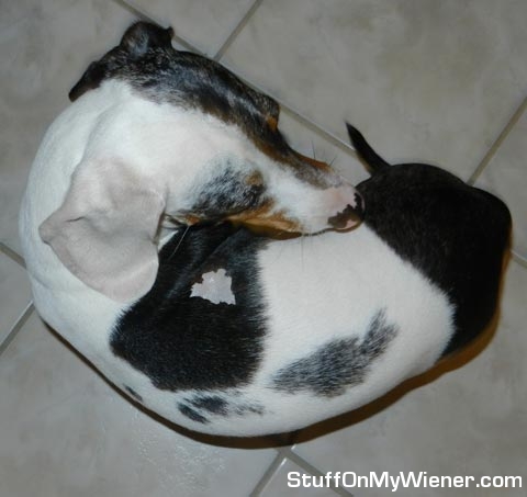 Basso with ham on his back.
