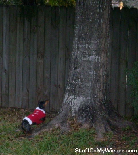 Charlee-tree Charlee squirrel hunting.