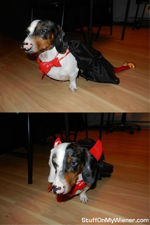 Basso-devil Basso in a devil costume for Halloween.