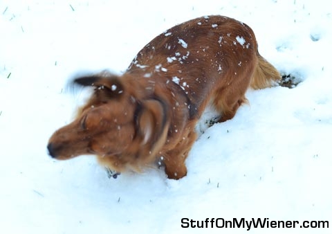 Hank-snow Hank shaking off the snow.