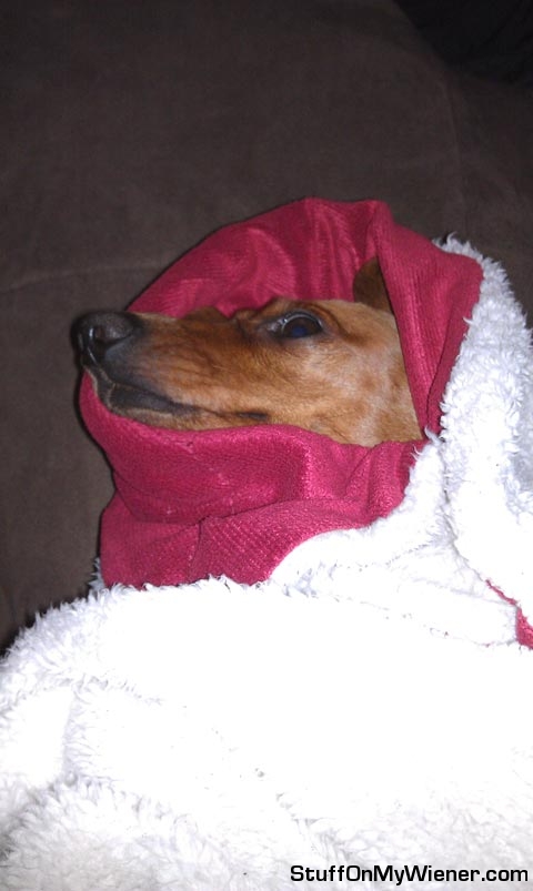 Lily-wrapped-up Lily wrapped up in a blanket.