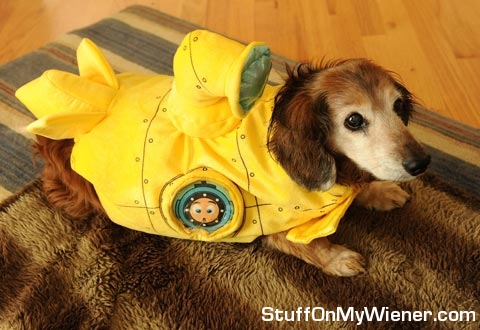 Ollie-yellow-submarine Ollie in a yellow submarine costume.