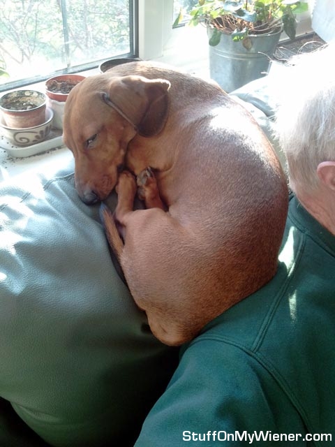 PJ-shoulder PJ sleeping on dad's shoulder.