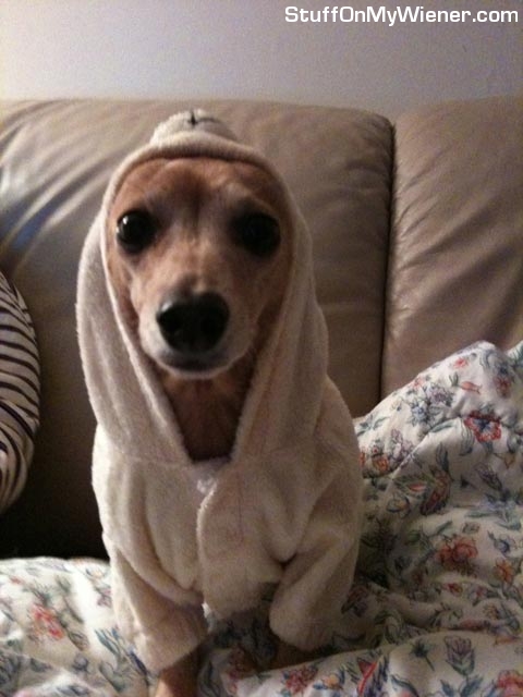 Peanut in her bathrobe.