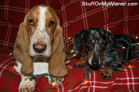 Abbey and Fred in Christmas lights.