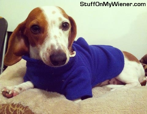 Bailey-sweater Bailey wearing a Snuggie.