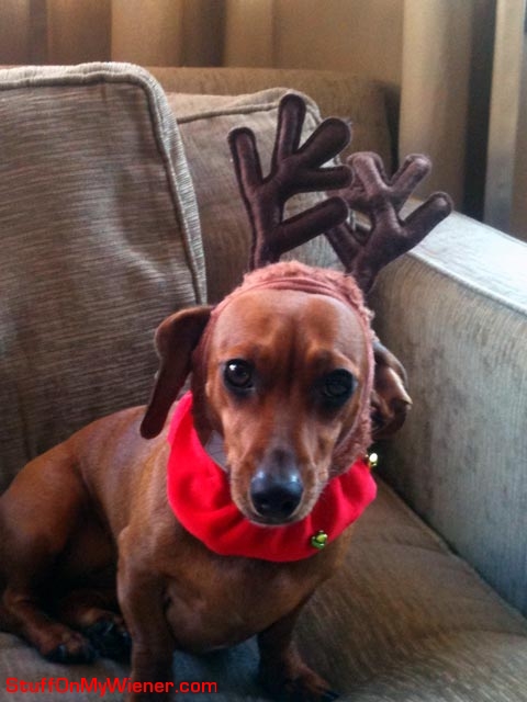 Bella-reindeer-horns Bella wearing reindeer antlers.