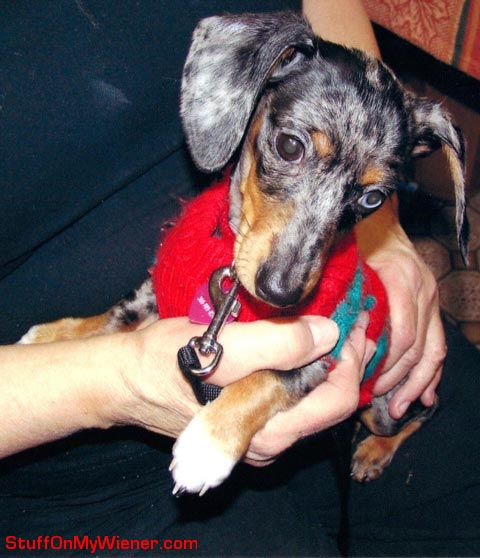 Lily-xmas-sweater Lily in her Christmas sweater.