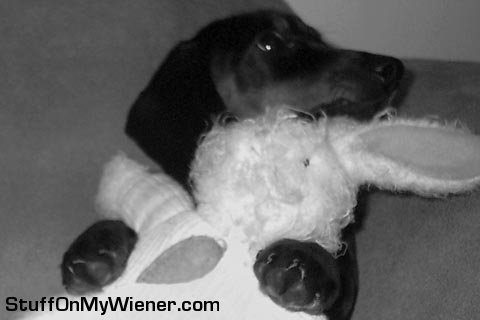 Oscar resting with his bunny.