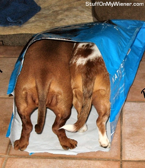 Emma and Bodie in the food bag.