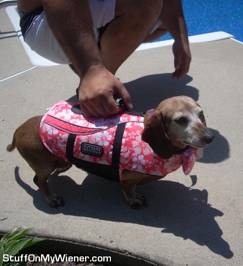 Ginger in a life jacket.