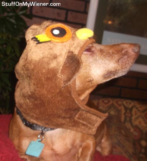 Gimli-owl Gimli in an owl costume.