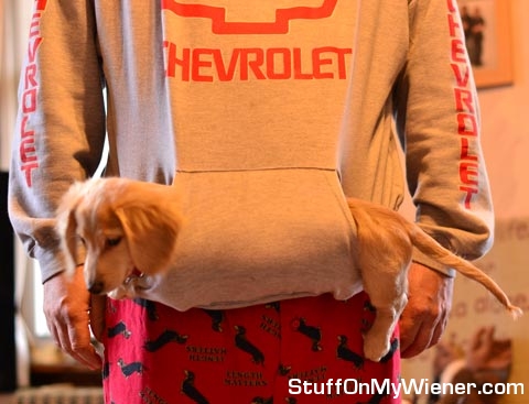 Jax in a hoodie pocket.