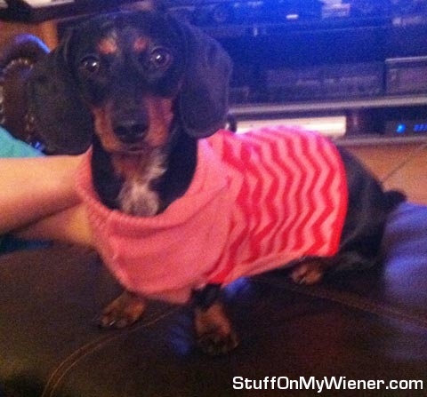Midge in her sweater.