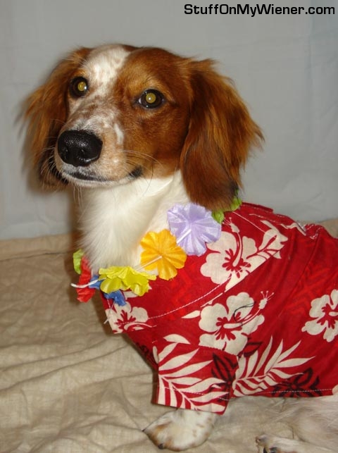 Kody in a Hawaiian shirt.