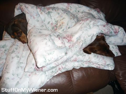 Emmy and Cocoa under a blanket.