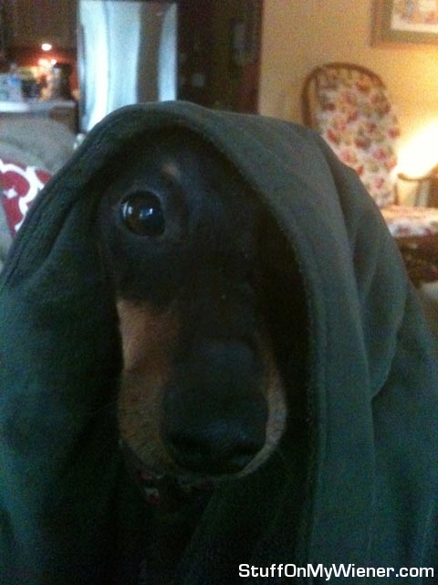 Gretchen under her fuzzy blanket.