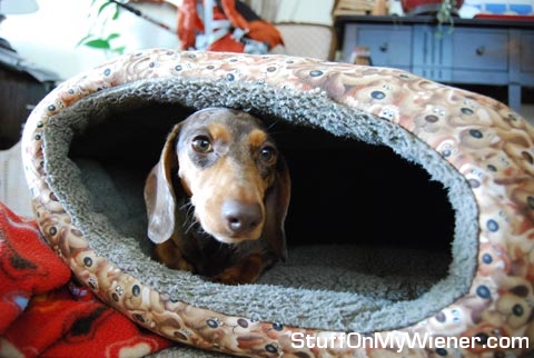Gretel in her cozy bed.