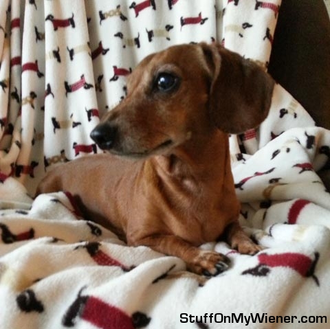 Lexie on a wiener blanket.