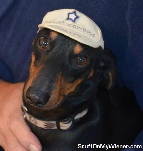Sir Licks Alot in a Dallas Cowboys hat.