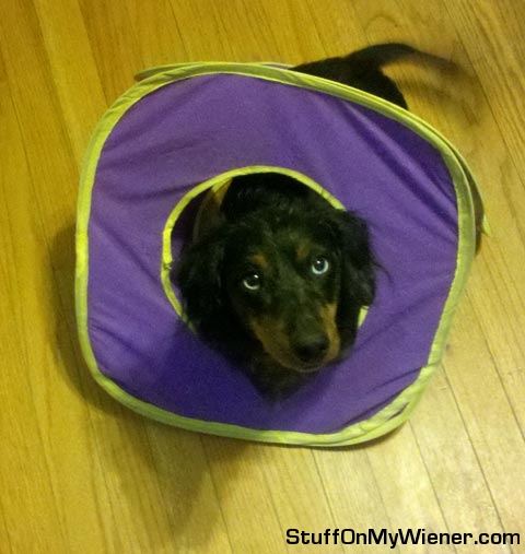 Jimmy Dean in the cat house.