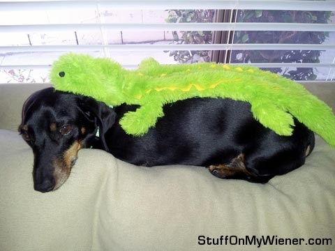 Leroy with crocodile toy on his back.