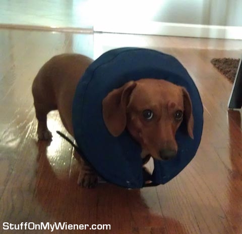 Lily in a cone.