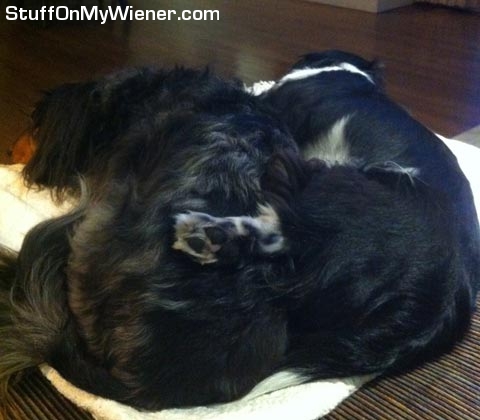 Harvey with foot on Mugsy.