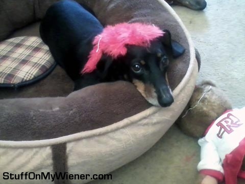 Oscar with stuffing on his head.