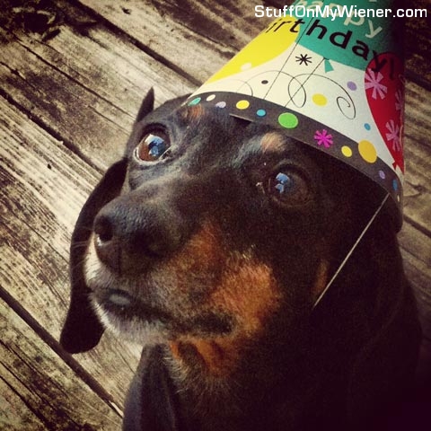 Scout in a birthday hat.