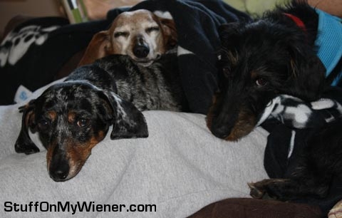 Beans, Abbey, and Oz sleeping.
