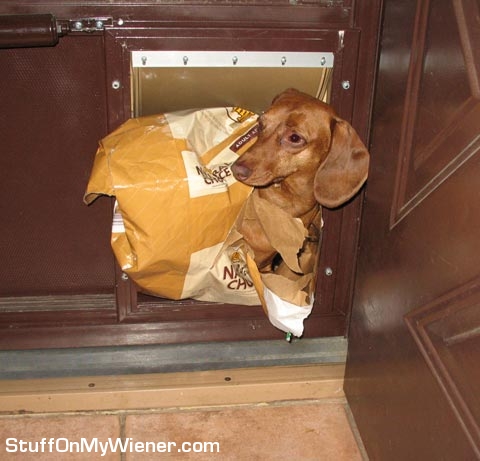 Emma in food bag through doggy door.