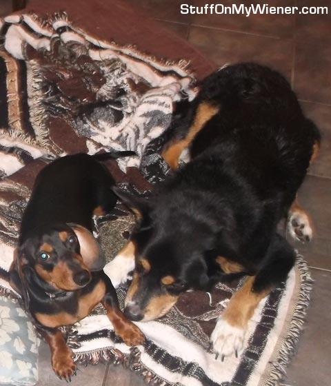 Frodo with Hooch.