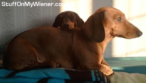 Phoebe resting chin on PJ.